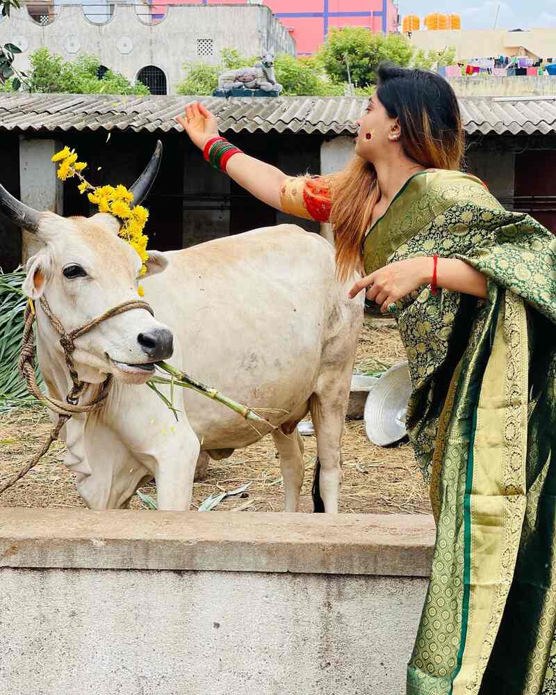 Shivani narayana new hot clicks cow